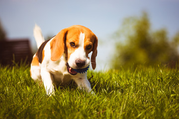 Dog beagle chewing a toy on a green grass in summer day.