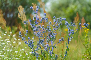 Eryngium officinale, blue-headed field flower on a sunny summer day in the field
