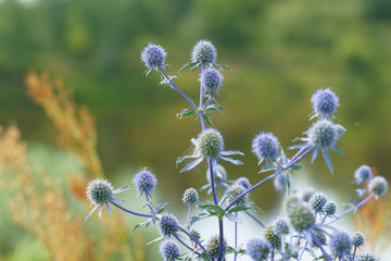 Eryngium officinale, blue-headed field flower on a sunny summer day in the field