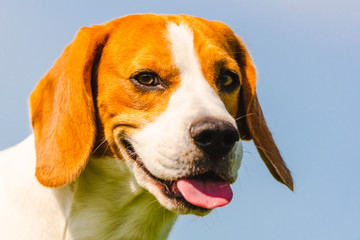 Beagle dog closeup head portrait against blue clear sky. Dog in summer heat with tongue out.