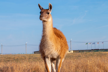 Lama walks on a specially protected natural area in Russia