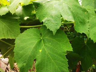 grapes in the garden green a lot of