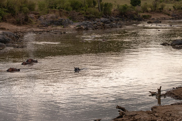 Hippos enjoying the cool waters of the Masai Mara river