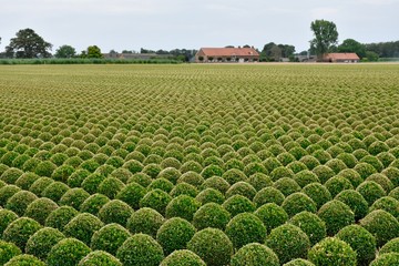 nursery of boxwood bulbs