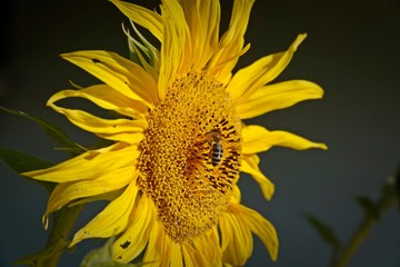 a beautiful yellow sunflower with a bee