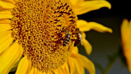 bee on a beautiful yellow sunflower in the garden