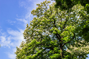 Architecture of Lviv. Lviv is the cultural center of Ukraine. Television and town hall in the center. Tourist attractions. .