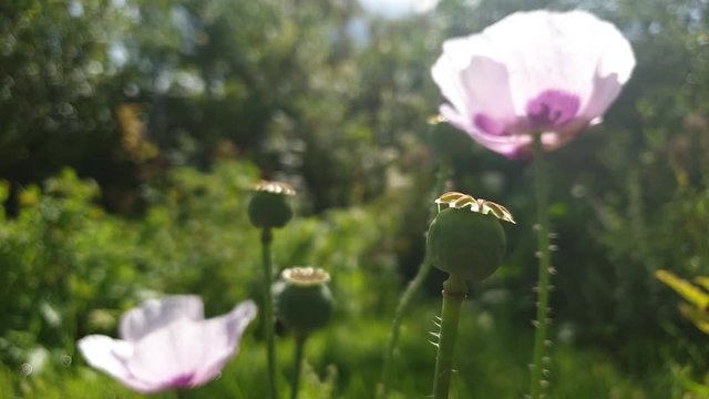 Poppy is opium. The cultivation of poppies. Poppy sleeping pills in the sun.