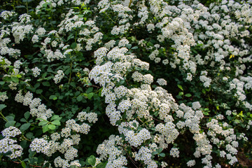 Architecture of Lviv. Lviv is the cultural center of Ukraine. Television and town hall in the center. Tourist attractions. .
