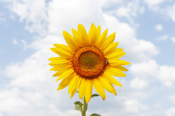 lone sunflower in bloom with bee at agricultural field. blue sky background with clouds. sunny backlight. high quality