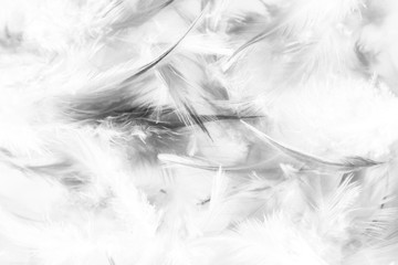 Beautiful abstract texture close up color black and white feathers background and wallpaper