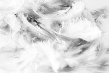 Beautiful abstract texture close up color black and white feathers background and wallpaper