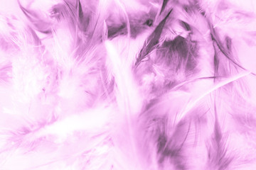 Fototapeta na wymiar Beautiful abstract texture close up color white purple and pink feathers background and wallpaper