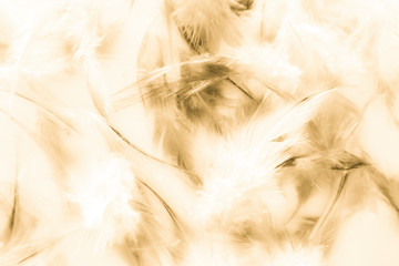 Beautiful abstract texture close up color white gold brown and yellow feathers background and wallpaper