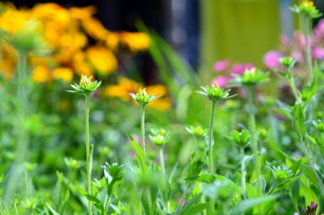 Hintergrund Sommerwiese