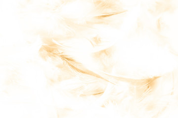 Beautiful abstract texture close up color white gold brown and yellow feathers background and wallpaper