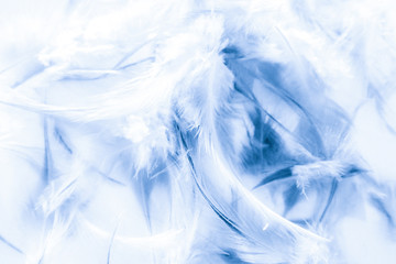 Obraz premium Beautiful abstract texture close up color white purple and blue feathers background and wallpaper