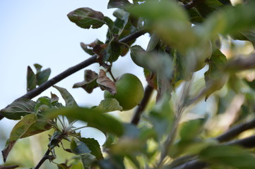 Apples growing on the Apple tree