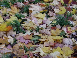 autumn leaves background