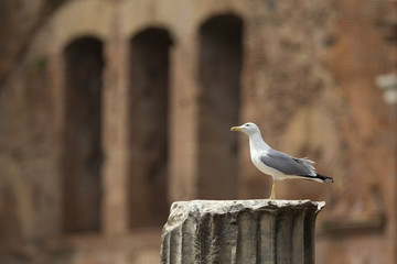 An adult yellow-legged gull (Larus michahellis) perched on the ruins of the Trajan's Forum in Rome city centre.