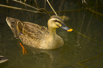 Obraz premium swimming duck with black and yellow beak