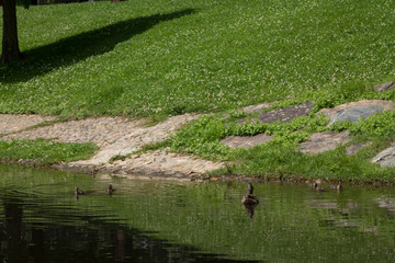 duck with its young swimming in the river