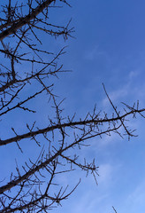 dry brown branches on trees against the sky in the autumn and winter season