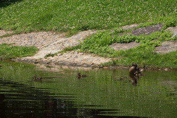 duck with its young swimming in the river