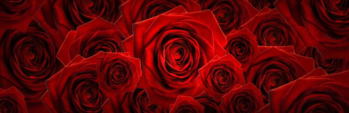 High resolution panoramic photo montage of individually colour graded Red Roses