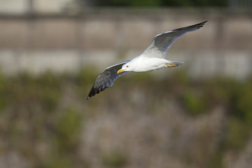 An adult yellow-legged gull (Larus michahellis) flying through the ancient ruins of the city centre of Rome.