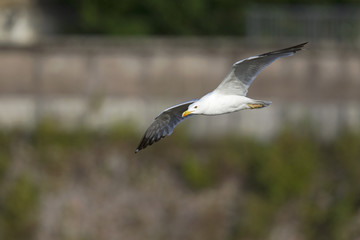 An adult yellow-legged gull (Larus michahellis) flying through the ancient ruins of the city centre of Rome.