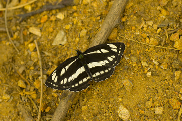 white and black buttefly