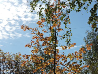 yellow tree in autumn