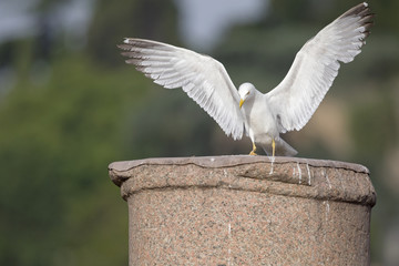 An adult yellow-legged gull (Larus michahellis) landing on one of the ancient columns of the city centre of Rome.