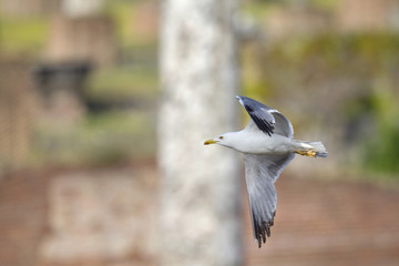 An adult yellow-legged gull (Larus michahellis) flying through the ancient ruins of the city centre of Rome.