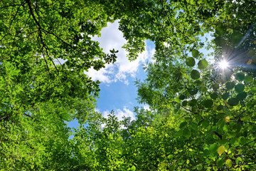 Light on green foliage in french forest
