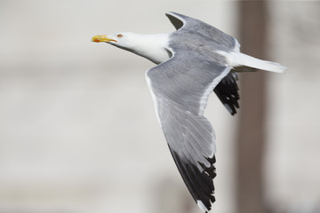 An adult yellow-legged gull (Larus michahellis) flying through the ancient ruins of the city centre of Rome.
