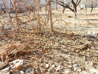 Obraz premium dry grass and leaves and wooden boards on the ground. autumn garden cleaning