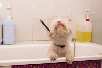 dog bathing in the bathtub
