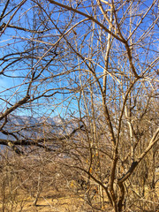 dry brown branches on trees against the sky and mountains in the autumn and winter season