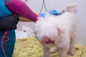 drying the dog's hair with a hair dryer in the dog grooming