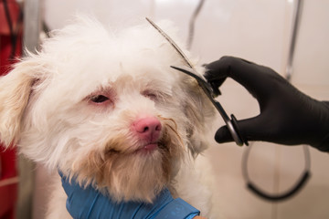 cutting the dog's hair in dogs grooming