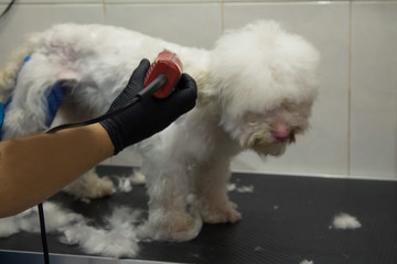 white dog in dog grooming cutting hair with razor