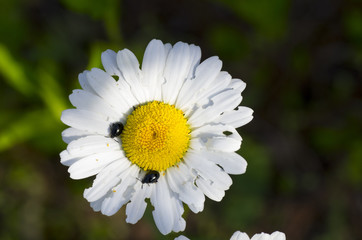Fototapeta premium white daisy and little bugs