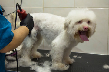 white dog in dog grooming cutting hair with razor