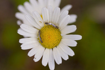 white daisy and little bugs