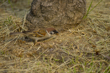 sparrow hunting bug