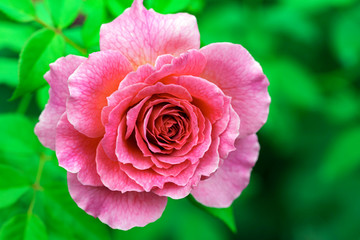 ピンク色のばら