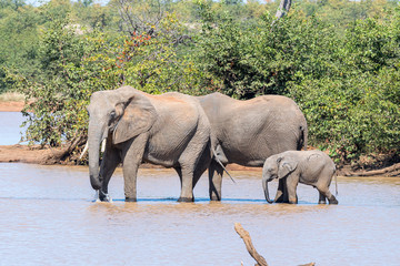 African Elephants drinking in the Sable Dam