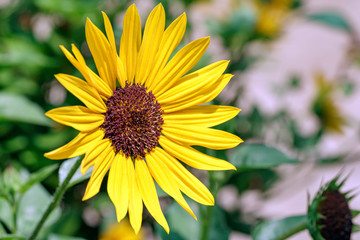 ヒマワリの花